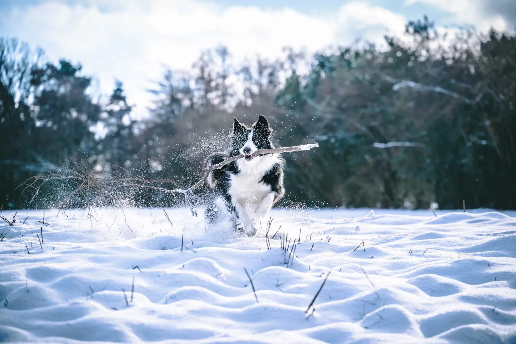 Border collie courant dans la neige avec une branche et des éclats de poudreuse