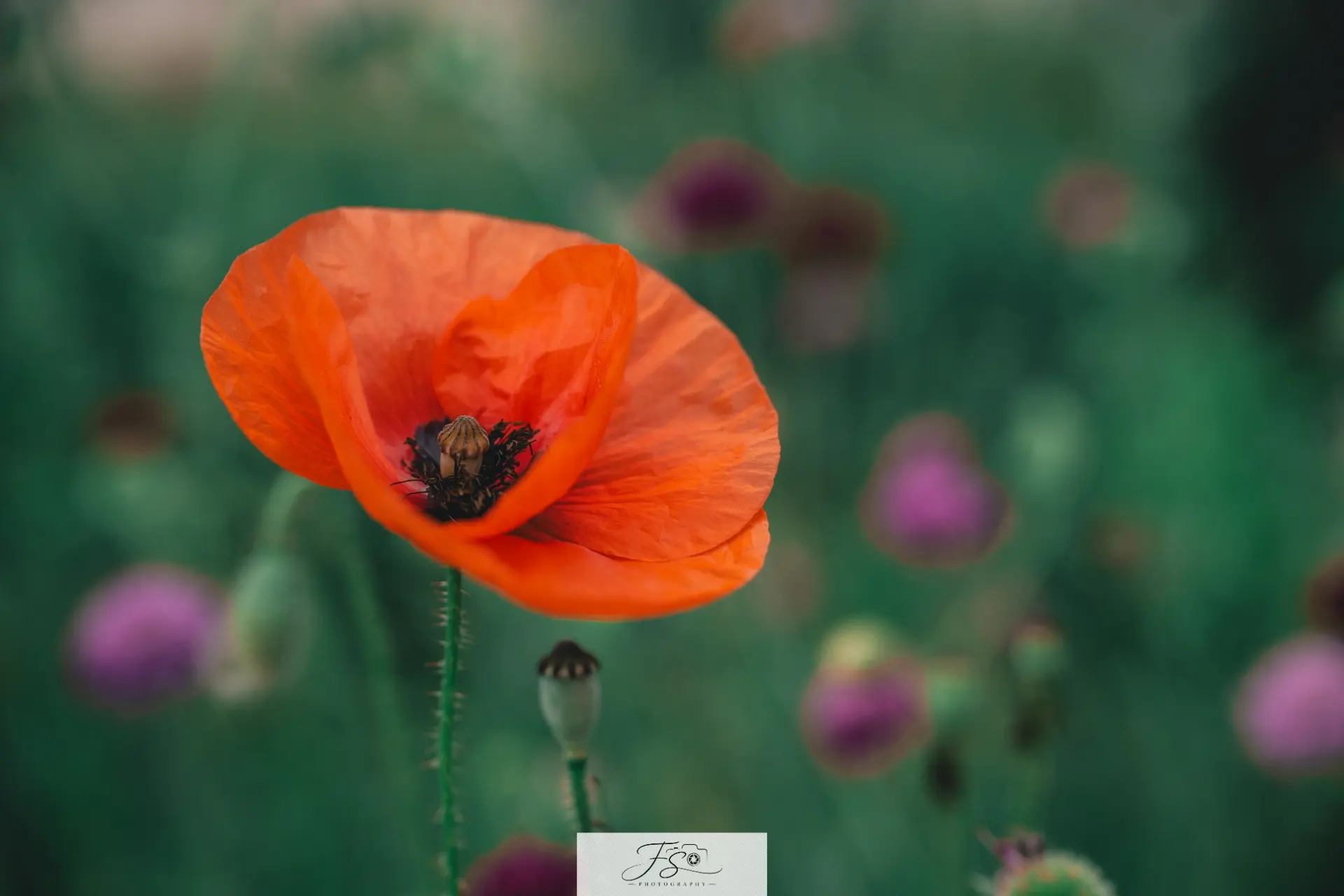 Éclat de coquelicot — fleur rouge isolée sur un fond vert délicatement flouté