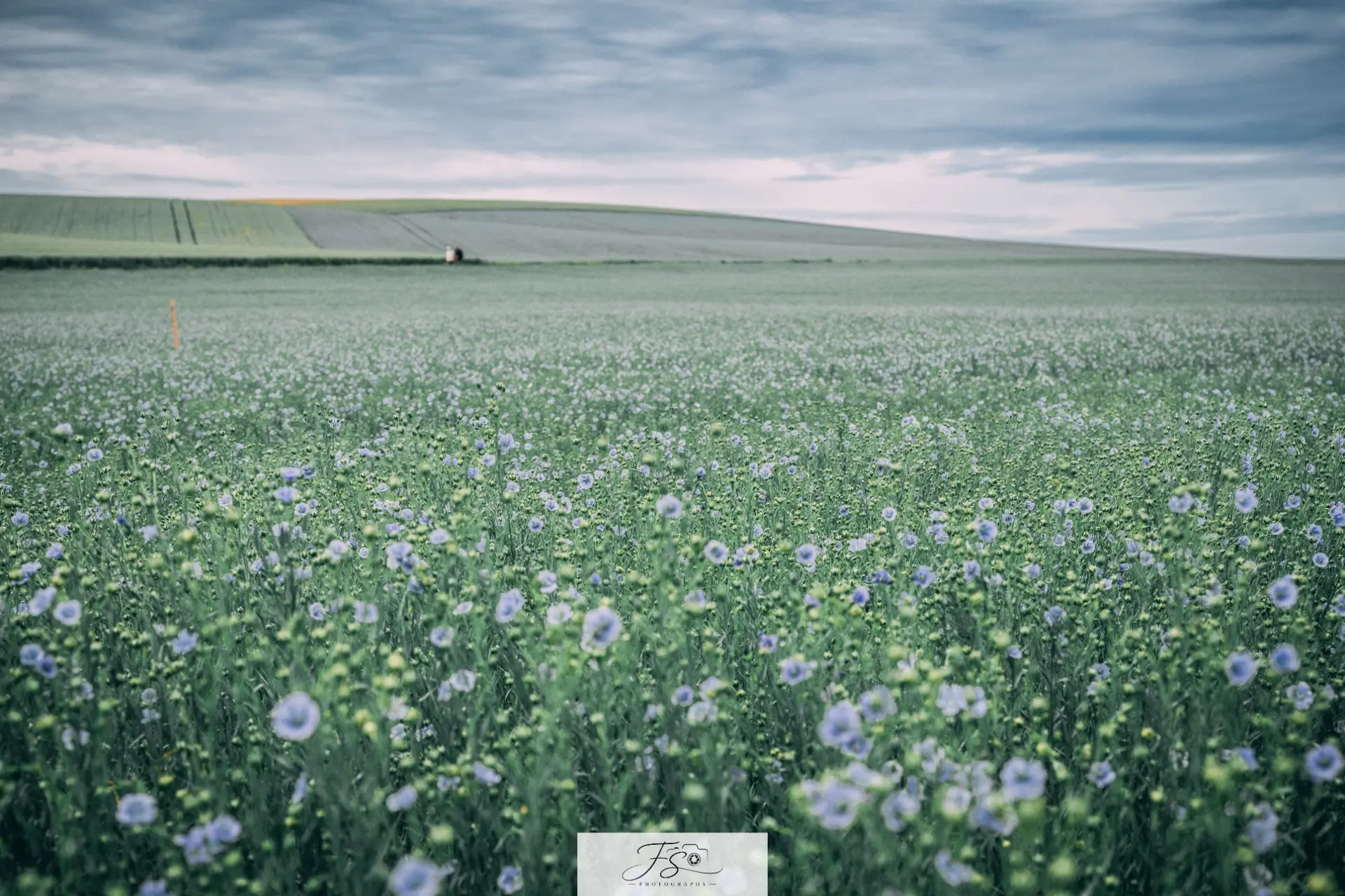 Champ sous l’orage — fleurs bleues et courbes agricoles sous un ciel chargé