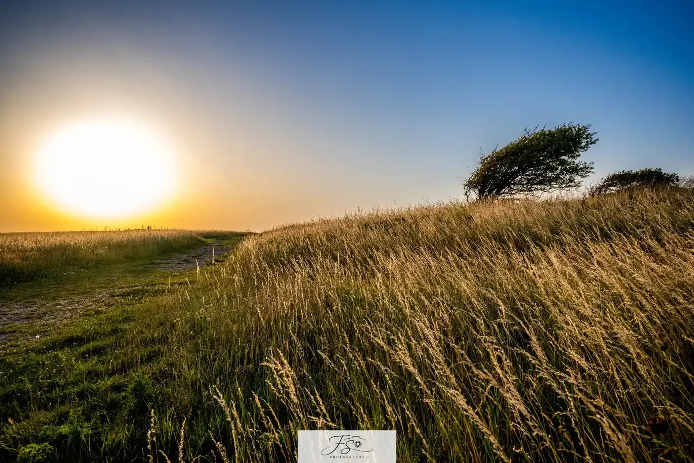 Vent d’or — sentier dans les hautes herbes dorées sous le soleil du soir