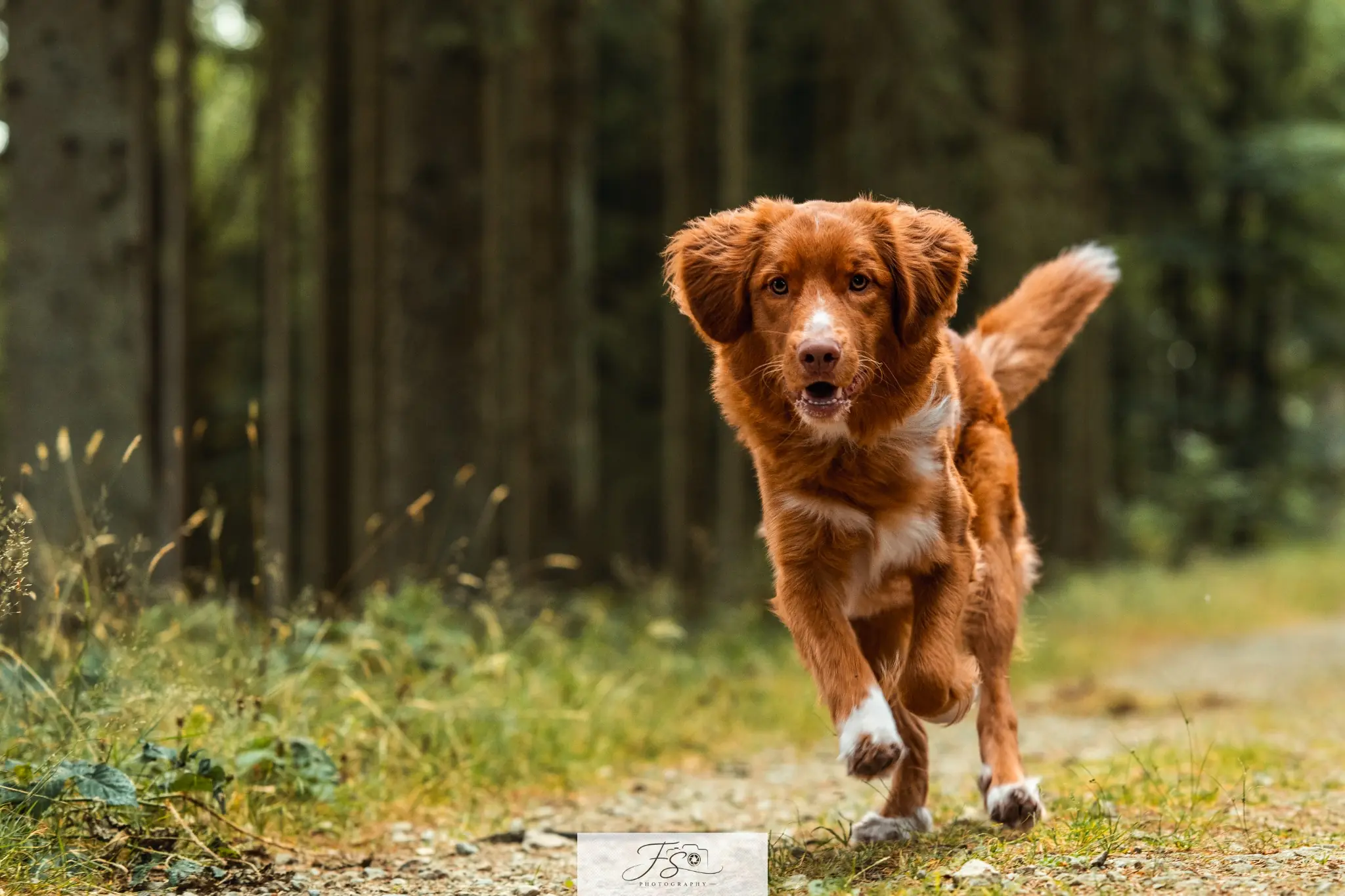 Yellow, chien Toller courant sur un sentier dans la forêt de Thirimont près de Malmedy