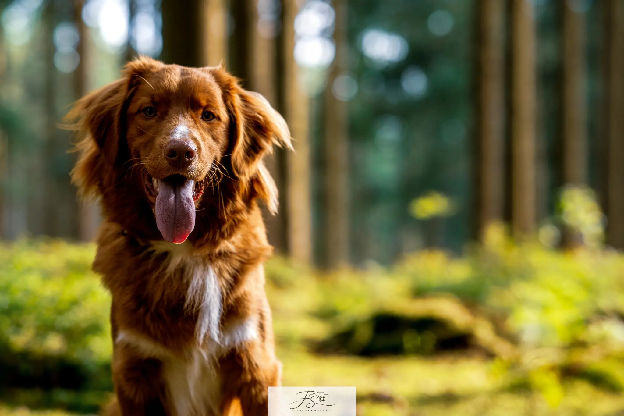 Yellow, chien Toller photographié dans la lumière dorée de la forêt