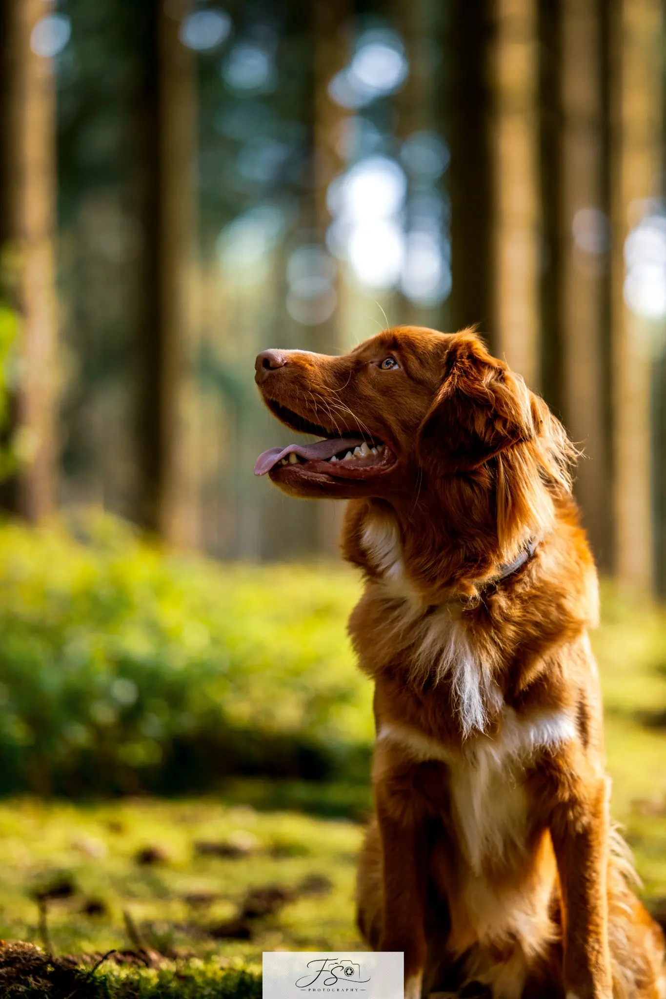 Portrait de Yellow, chien Toller assis dans la forêt de Thirimont